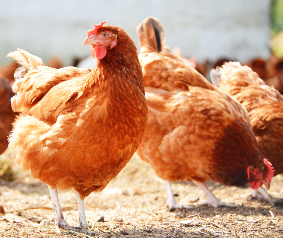 Informacja Powiatowego Lekarza Weterynarii o ognisku rzekomego pomoru drobiu w powiecie mińskim