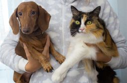 Informacja o obowiązkowym szczepieniu psów i kotów przeciwko wściekliźnie